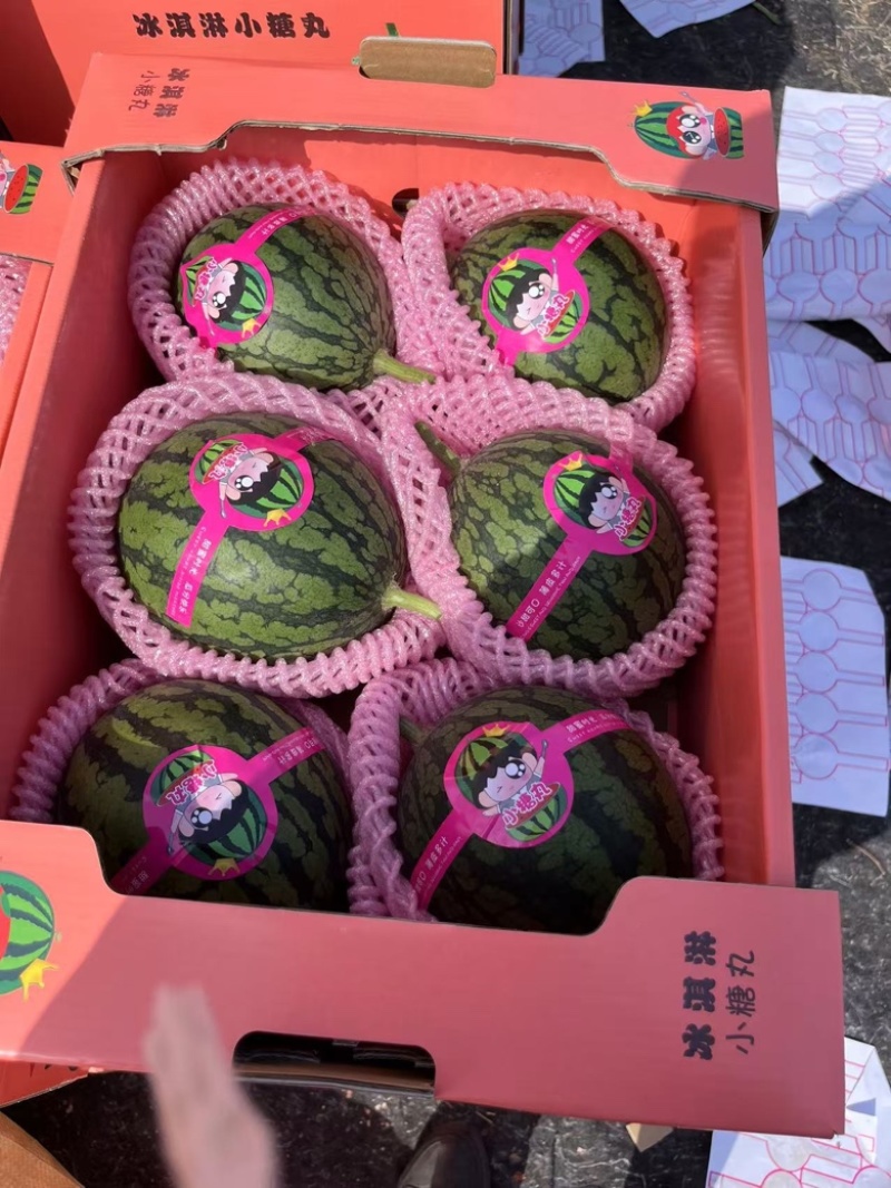 山东潍坊西瓜寒亭西瓜固堤西瓜墨童西瓜美都西瓜甜王西瓜84
