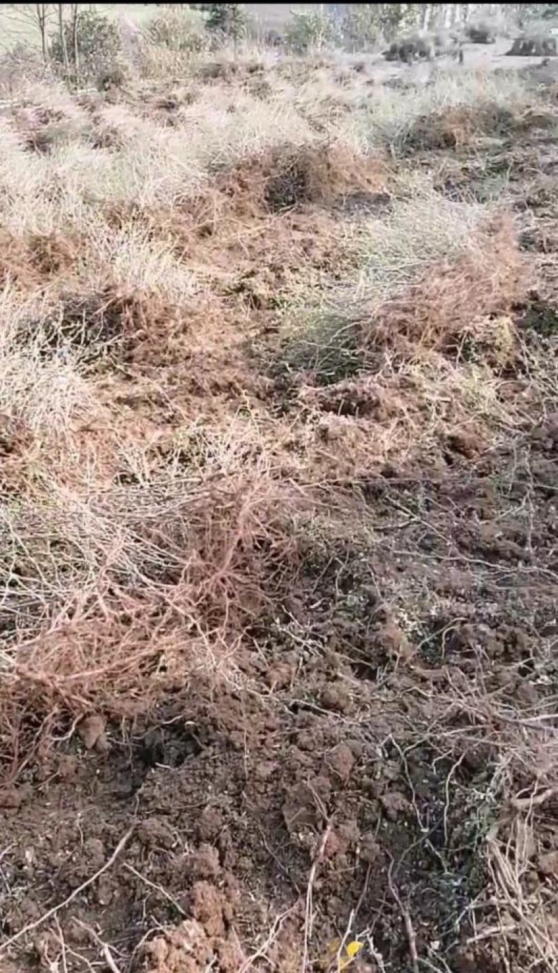 出售贵龙5号1公分大苗