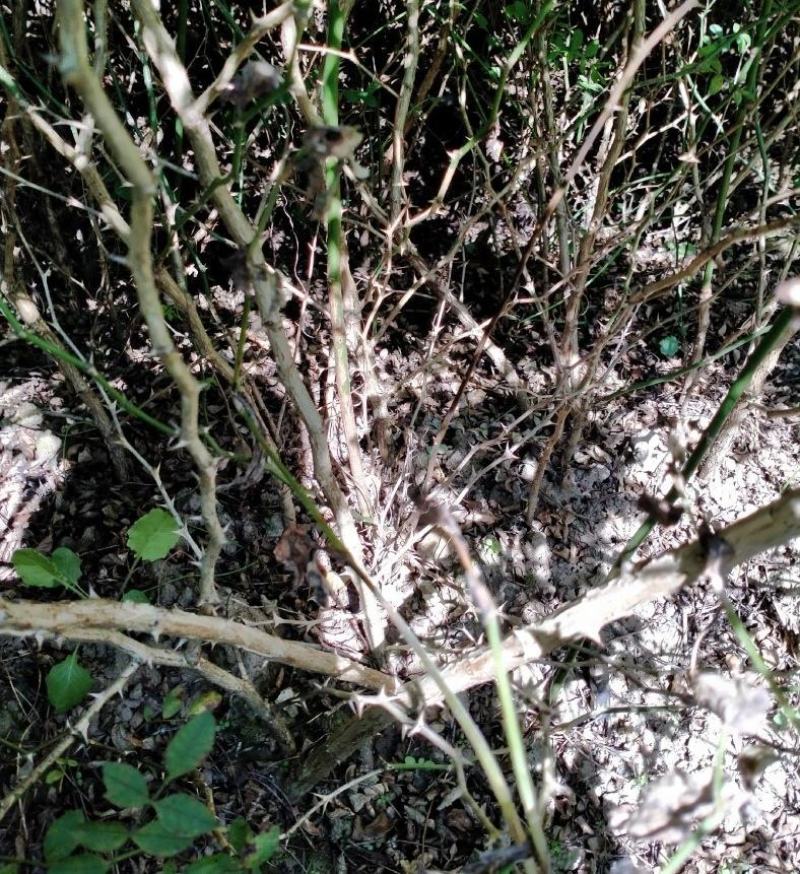 出售贵龙5号1公分大苗