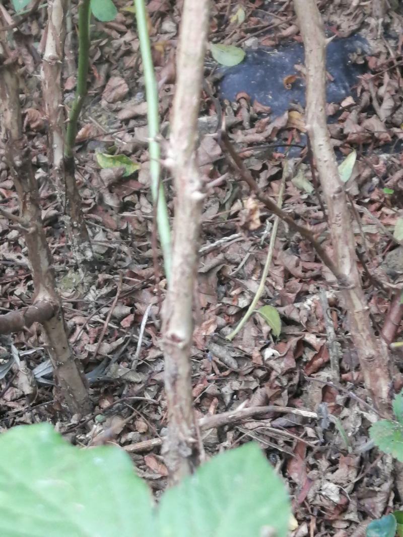 出售贵龙5号1公分大苗
