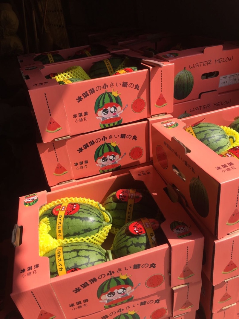 山东潍坊西瓜寒亭西瓜固堤西瓜墨童西瓜美都西瓜甜王西瓜84