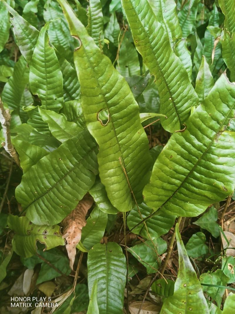卵叶盾蕨