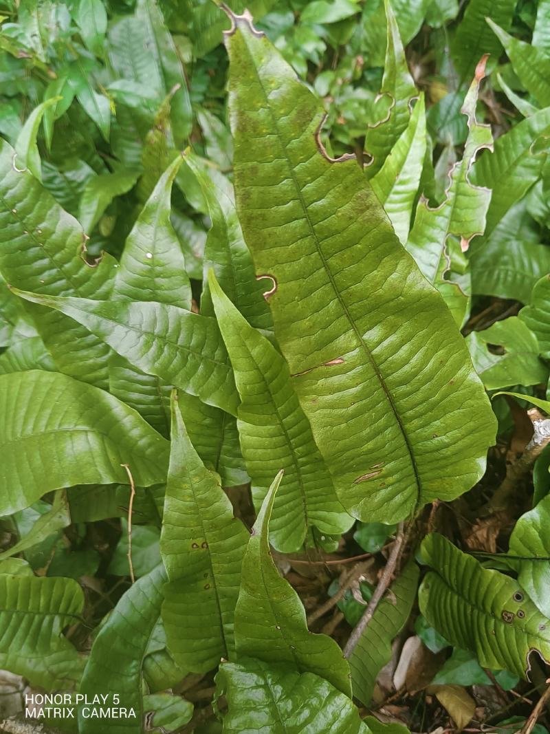 卵叶盾蕨