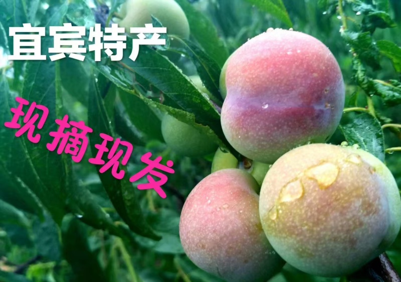 宜宾特产