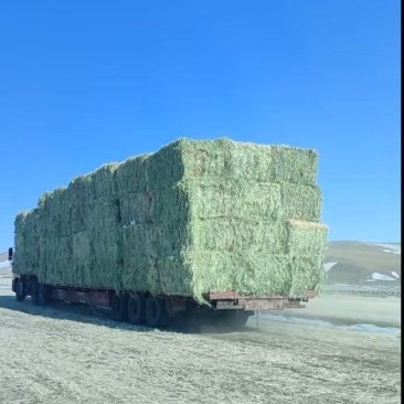 全绿燕麦