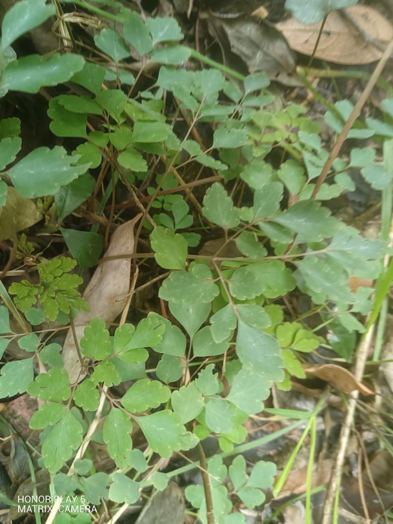 地锦苗