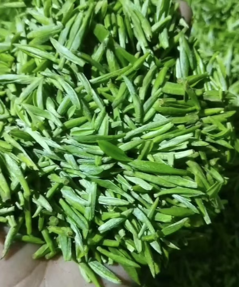 精品川茶和九号，品质保障，欢迎下单