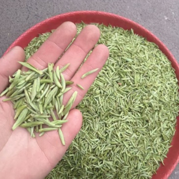 精品川茶和九号，品质保障，欢迎下单