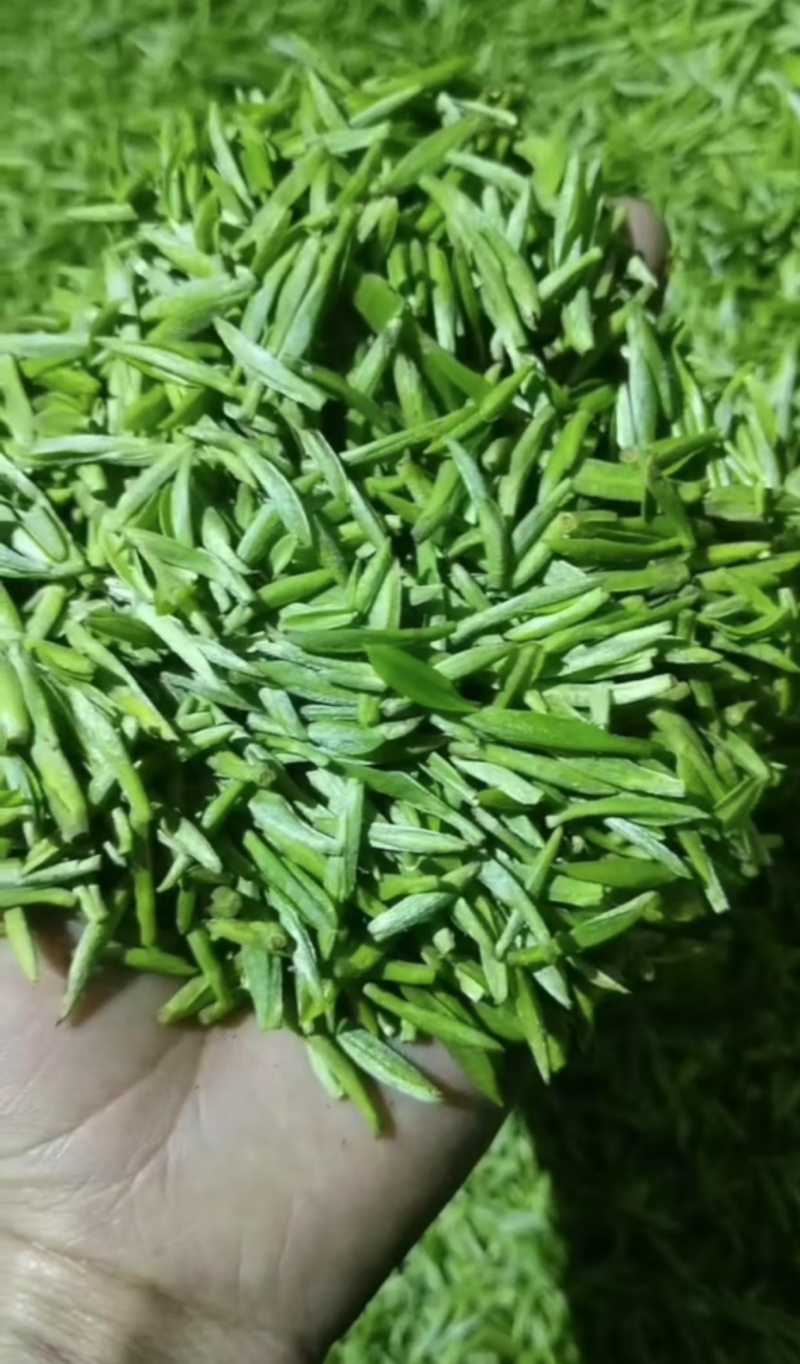 精品川茶和九号，品质保障，欢迎下单