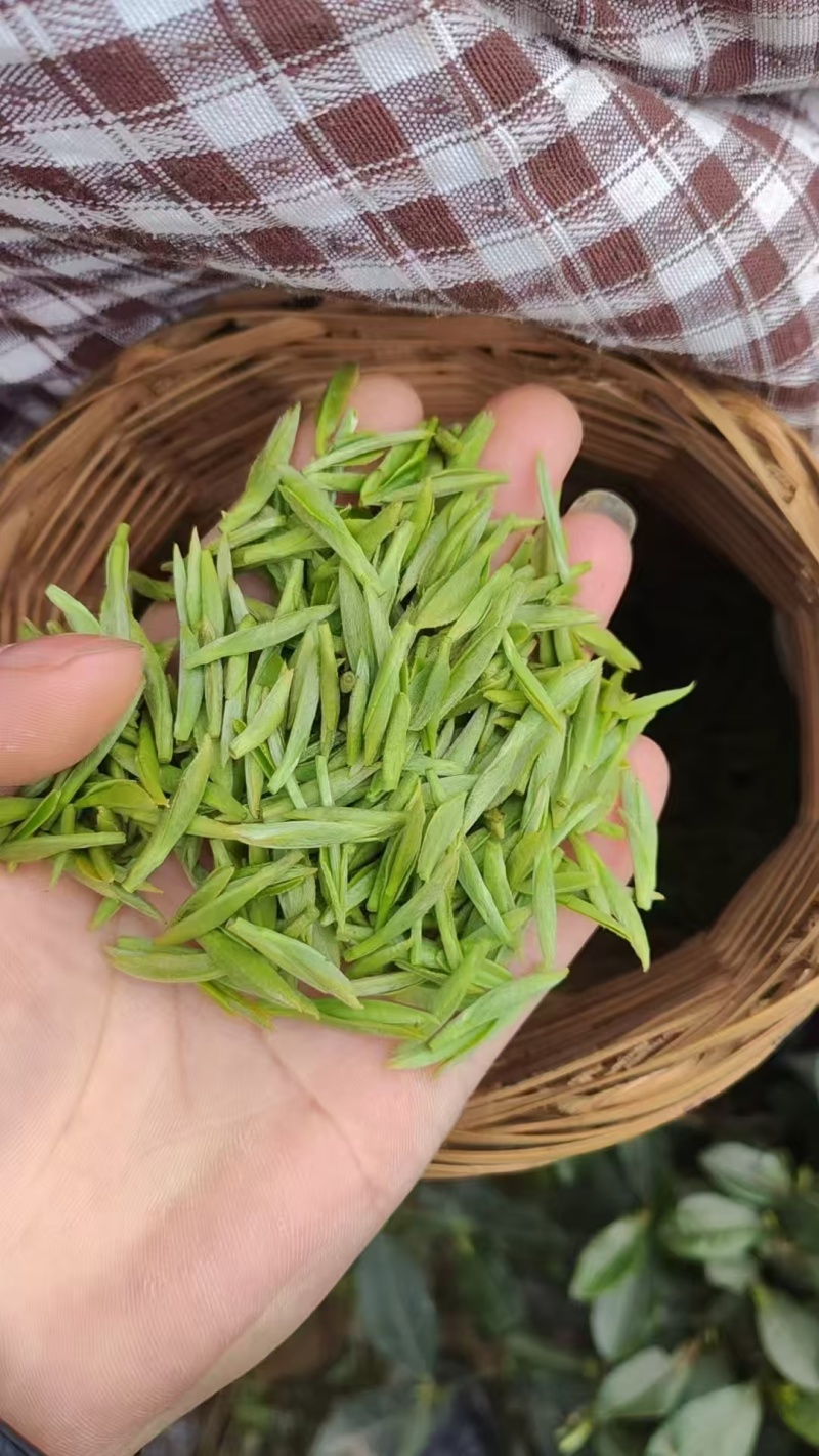 精品川茶和九号，品质保障，欢迎下单