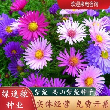 高山紫菀种子紫苑高岭紫菀菊花种子宿根简单易活花籽耐寒花种