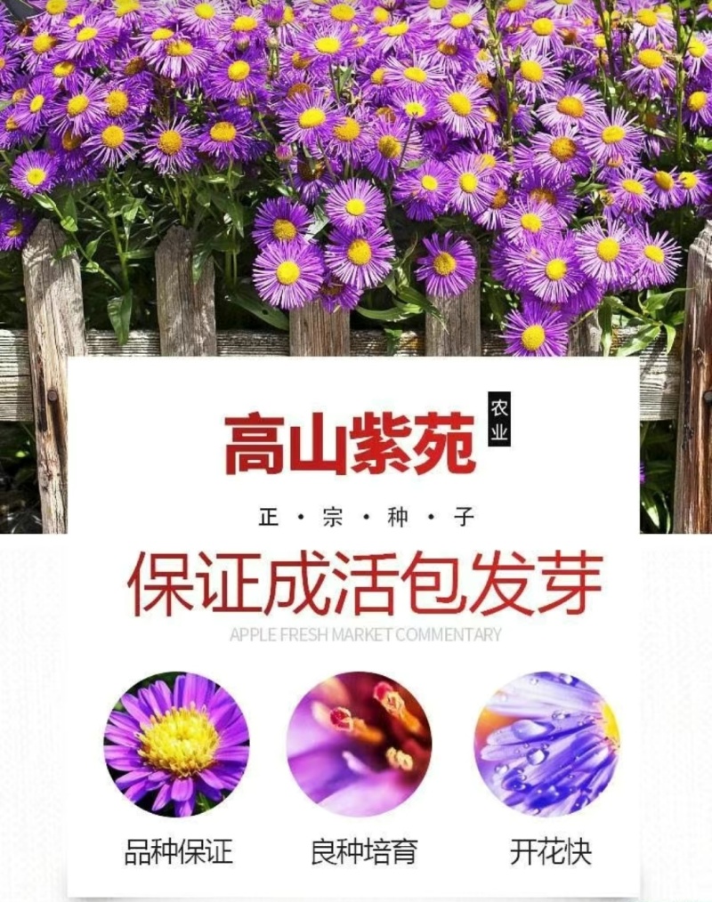 高山紫菀种子紫苑高岭紫菀菊花种子宿根简单易活花籽耐寒花种