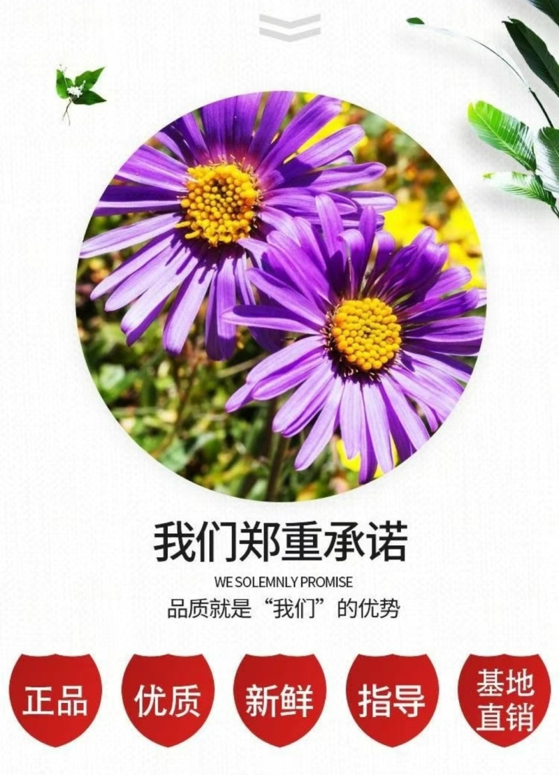 高山紫菀种子紫苑高岭紫菀菊花种子宿根简单易活花籽耐寒花种