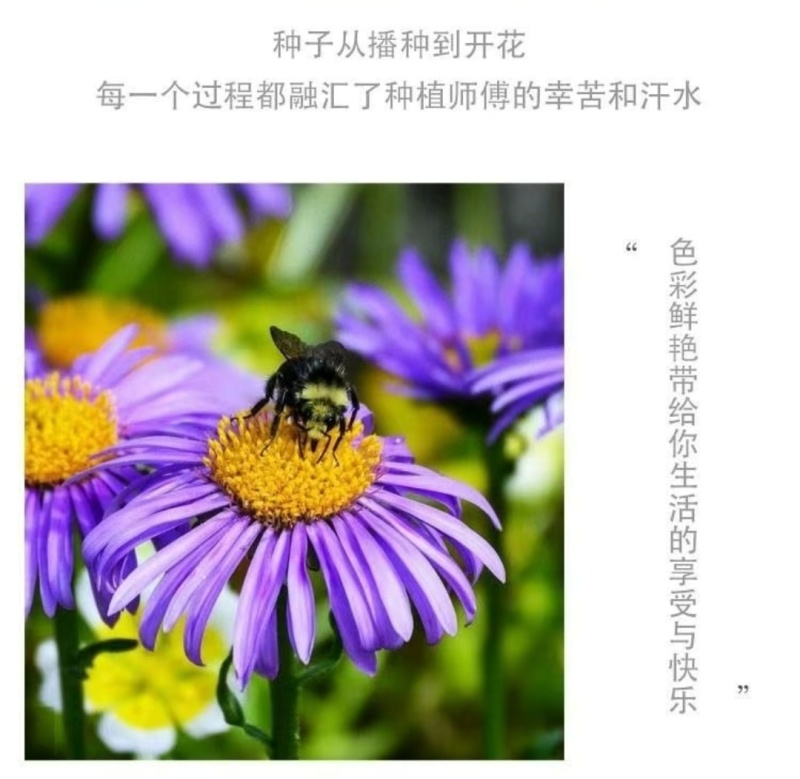 高山紫菀种子紫苑高岭紫菀菊花种子宿根简单易活花籽耐寒花种