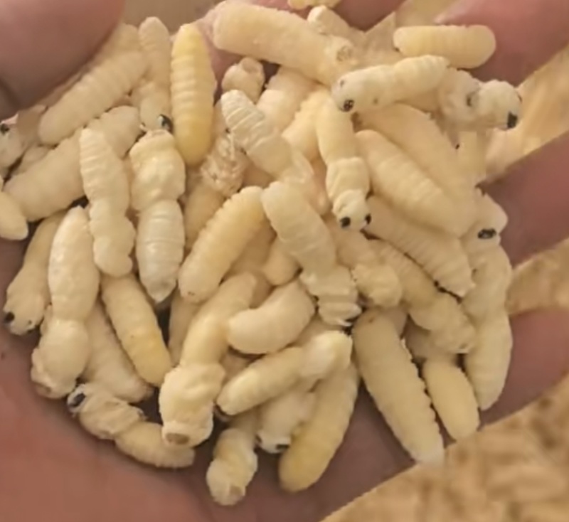 2025.现货蜂蛹，树蜂一二级，生冻，熟冻，各规格齐全