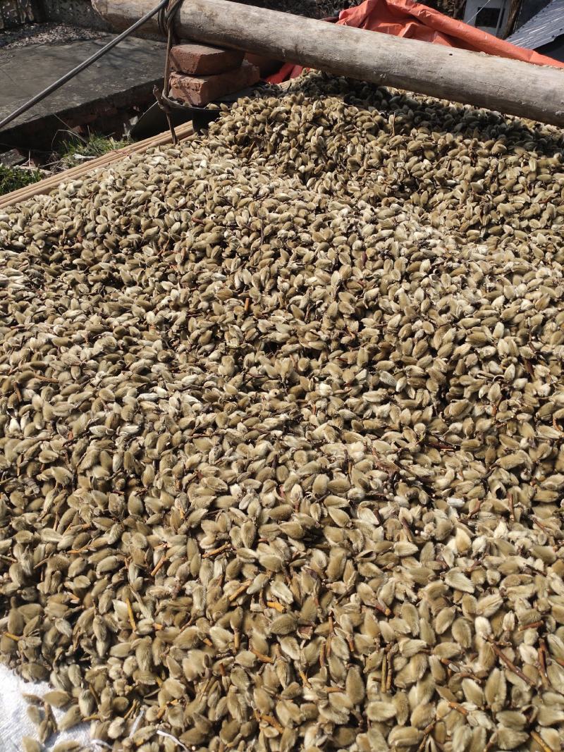 精品中药材辛夷花全品类量大从优，有需要的联系