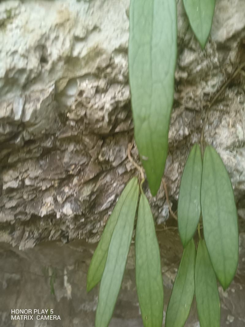 球兰花