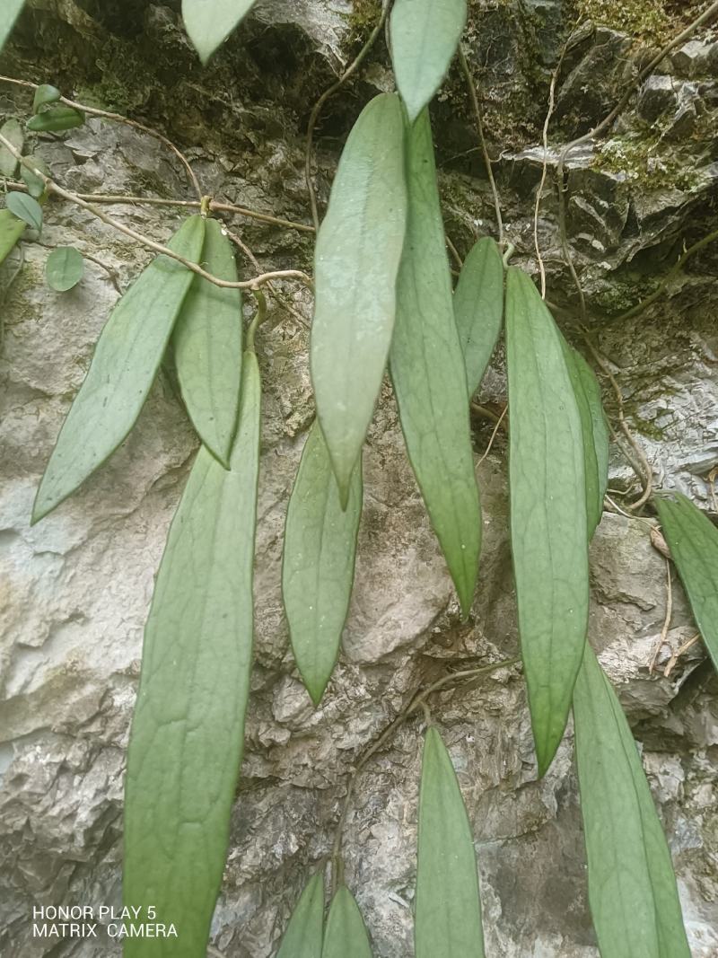球兰花