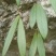 球兰花