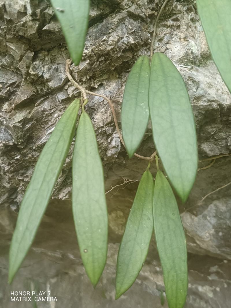 球兰花
