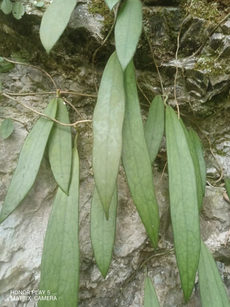 球兰花
