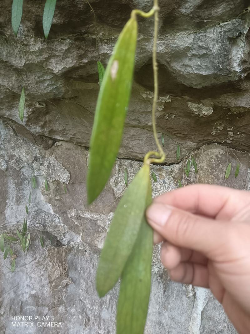 球兰花