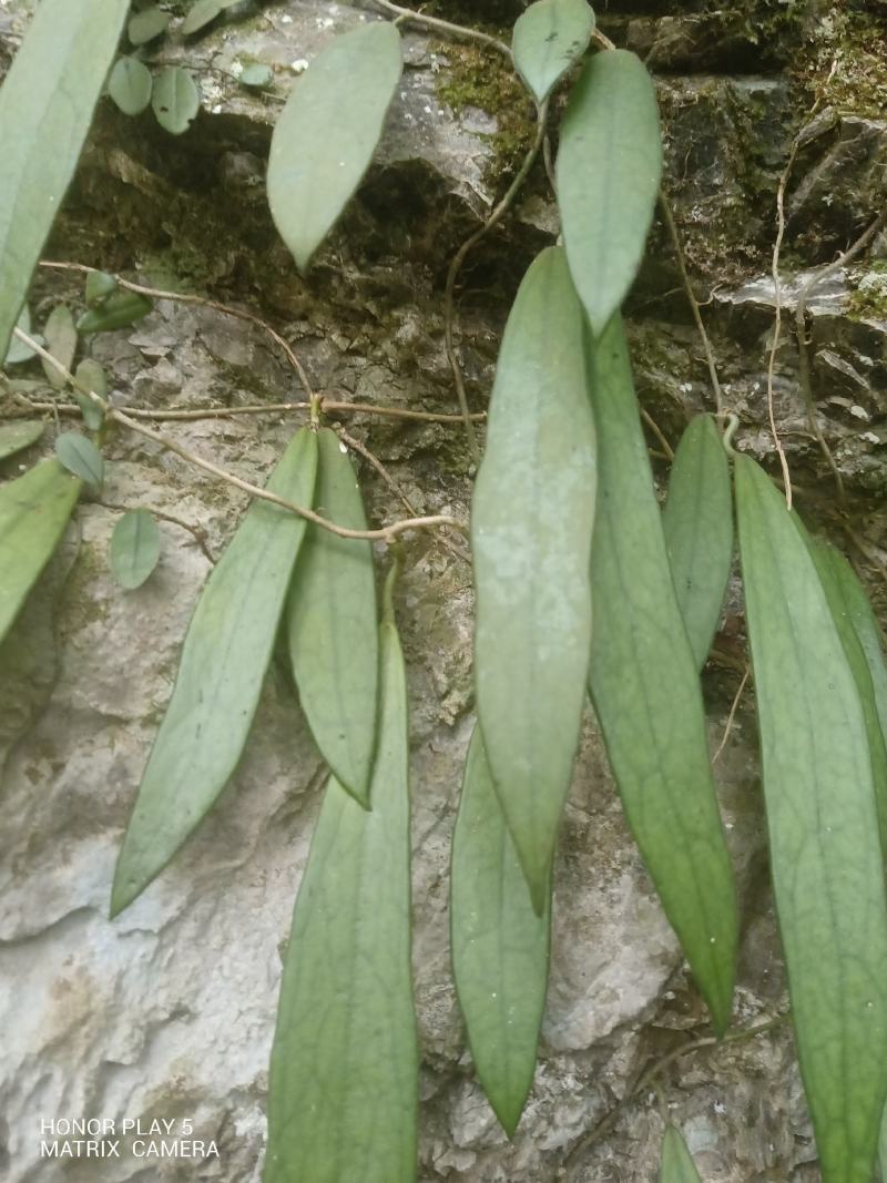 球兰花
