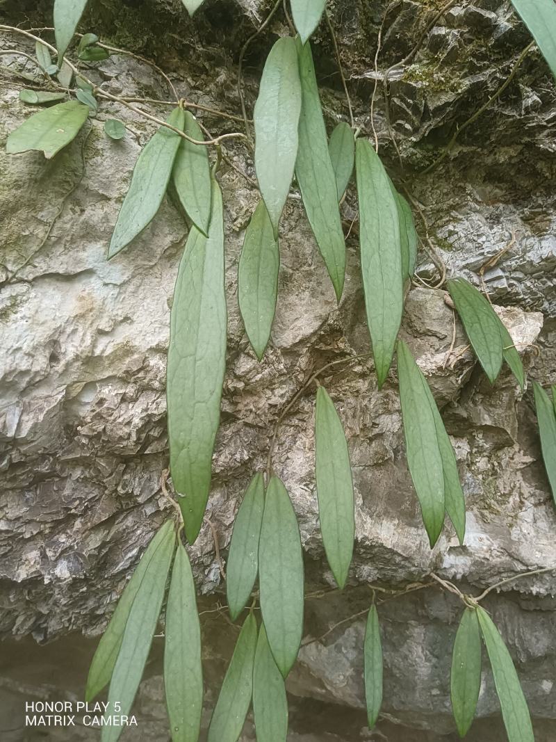 球兰花