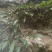 球兰花