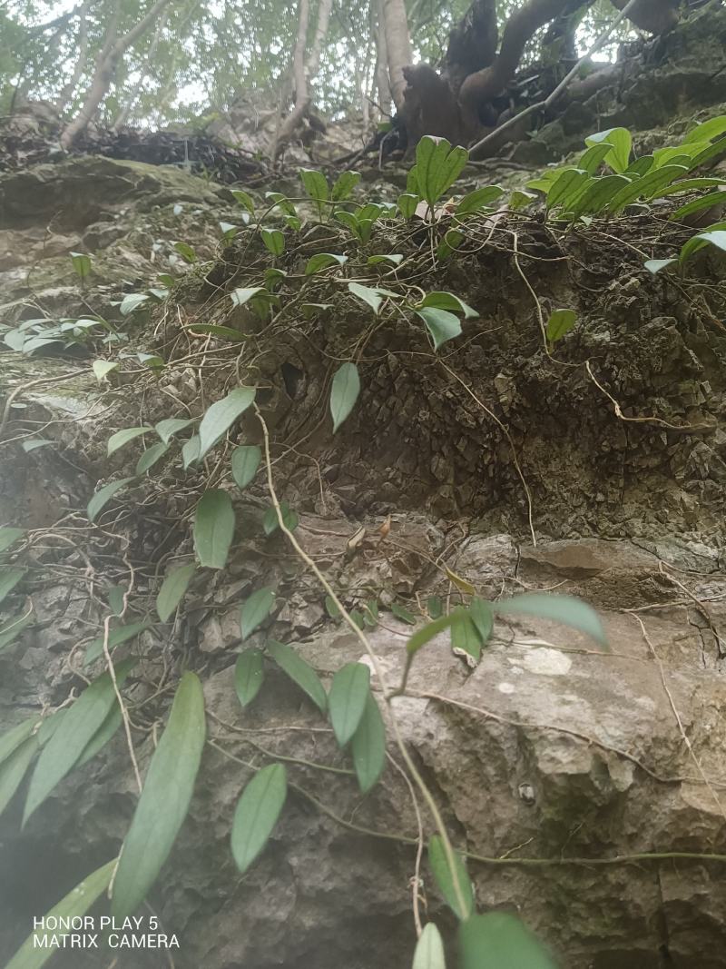 球兰花