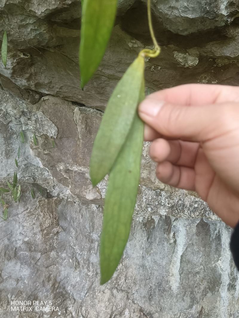 球兰花