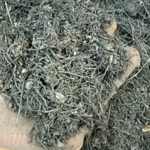 腐植松针