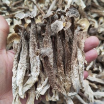 大厂鹿茸菇特级精品如意情鸿升农发各个档次