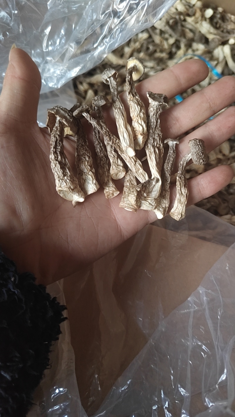 大厂鹿茸菇特级精品如意情鸿升农发各个档次
