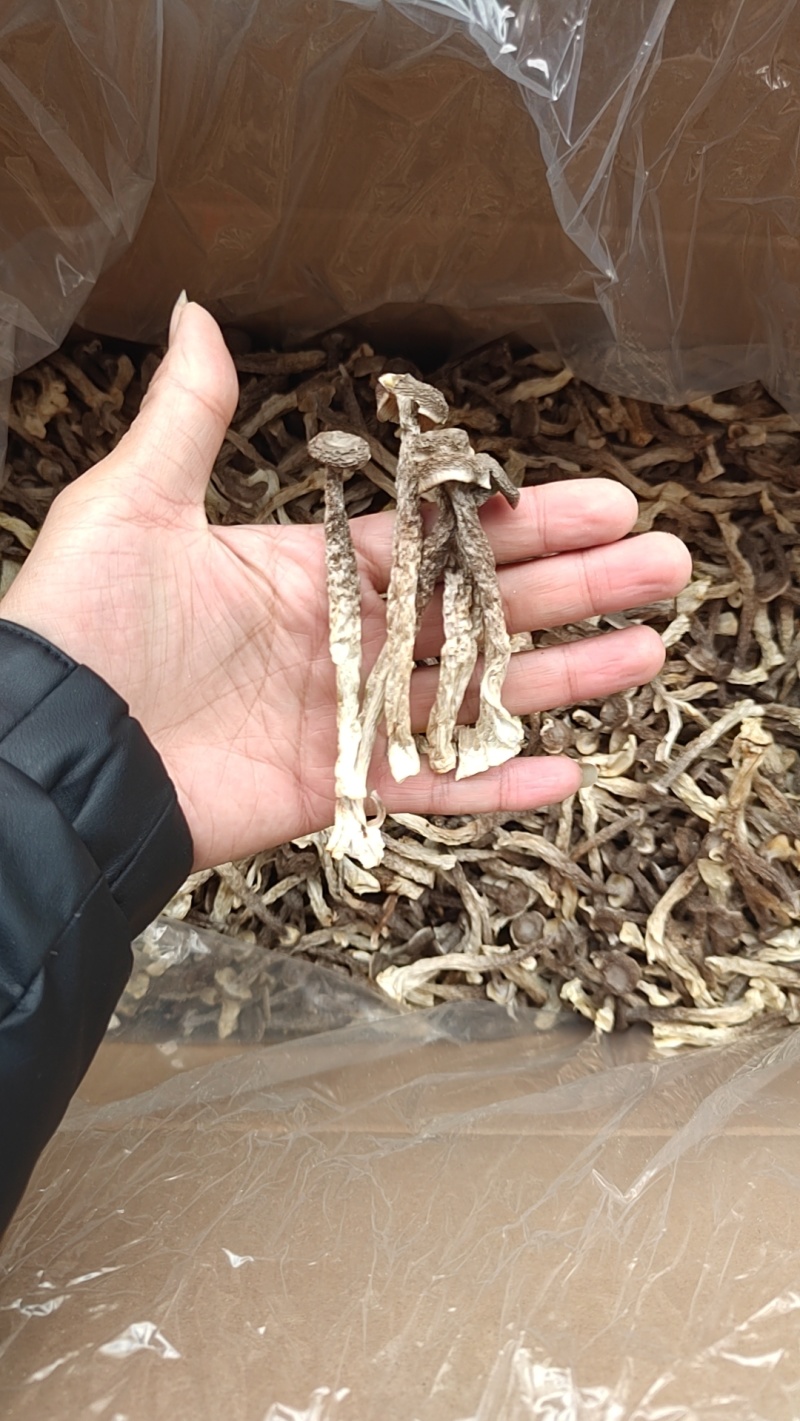 大厂鹿茸菇特级精品如意情鸿升农发各个档次