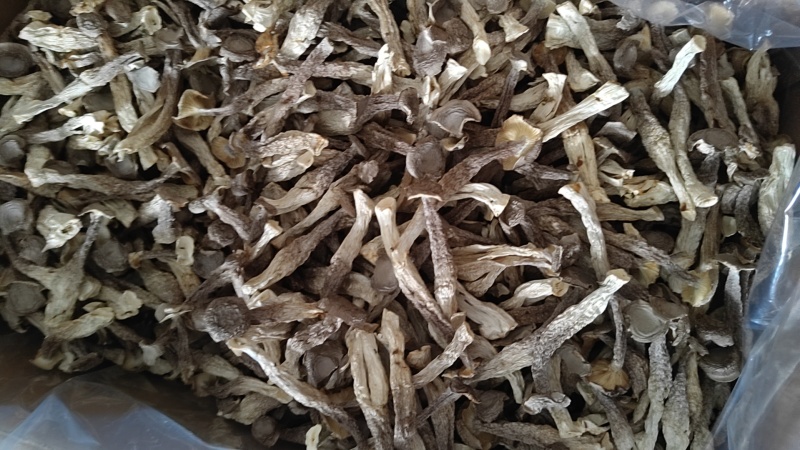 大厂鹿茸菇特级精品如意情鸿升农发各个档次
