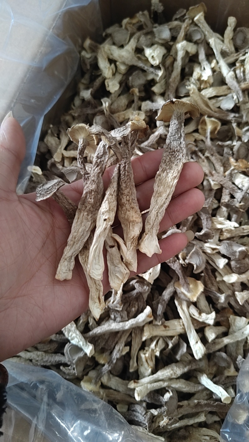 大厂鹿茸菇特级精品如意情鸿升农发各个档次