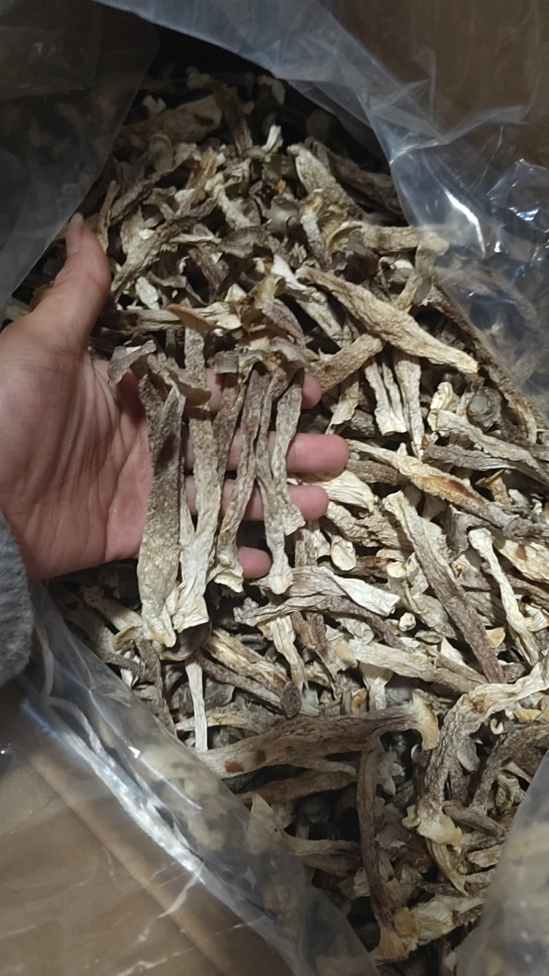 大厂鹿茸菇特级精品如意情鸿升农发各个档次