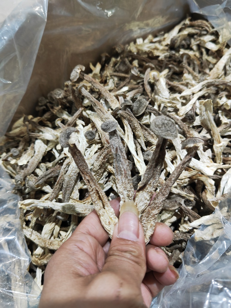 大厂鹿茸菇特级精品如意情鸿升农发各个档次