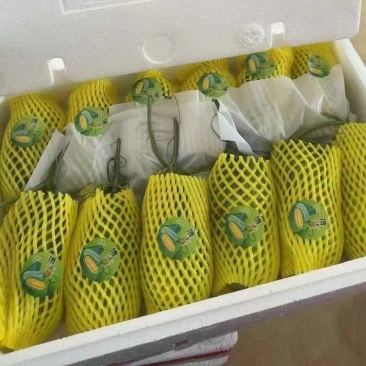 博洋72博洋9蜜源18羊角蜜甜瓜