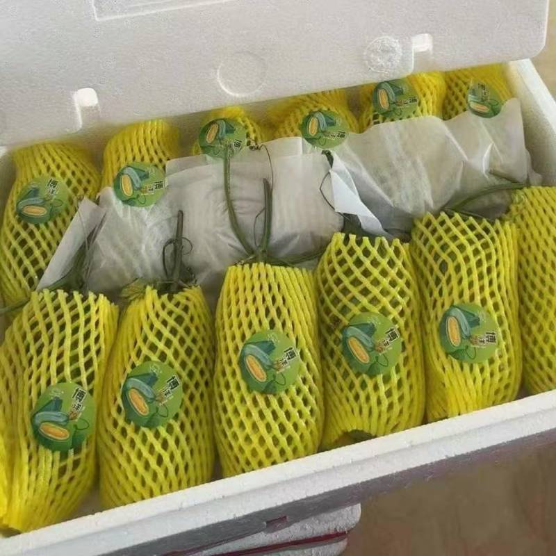 博洋72博洋9蜜源18羊角蜜甜瓜