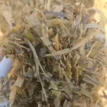 黄贮