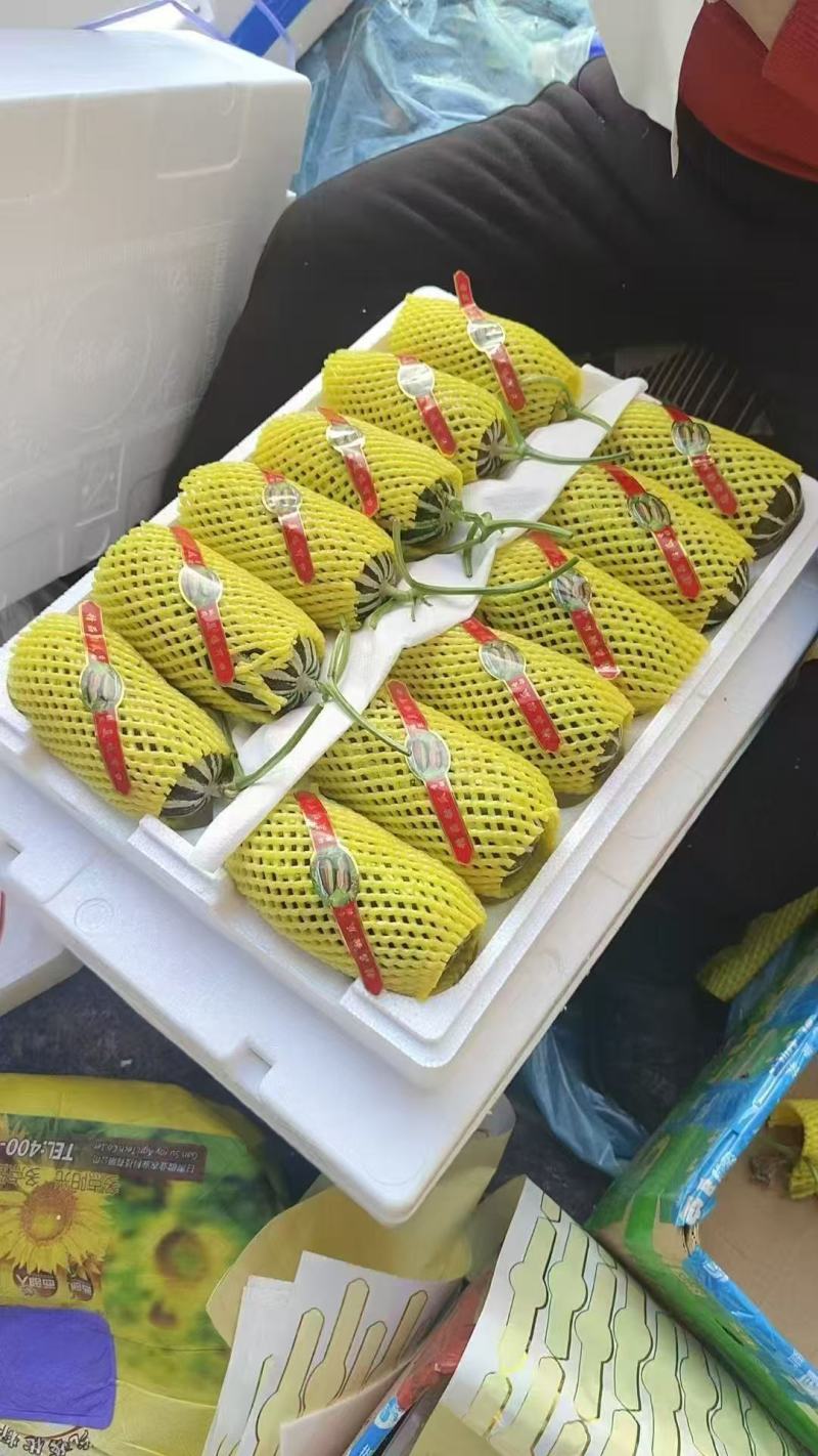 博洋72博洋9蜜源18羊角蜜甜瓜