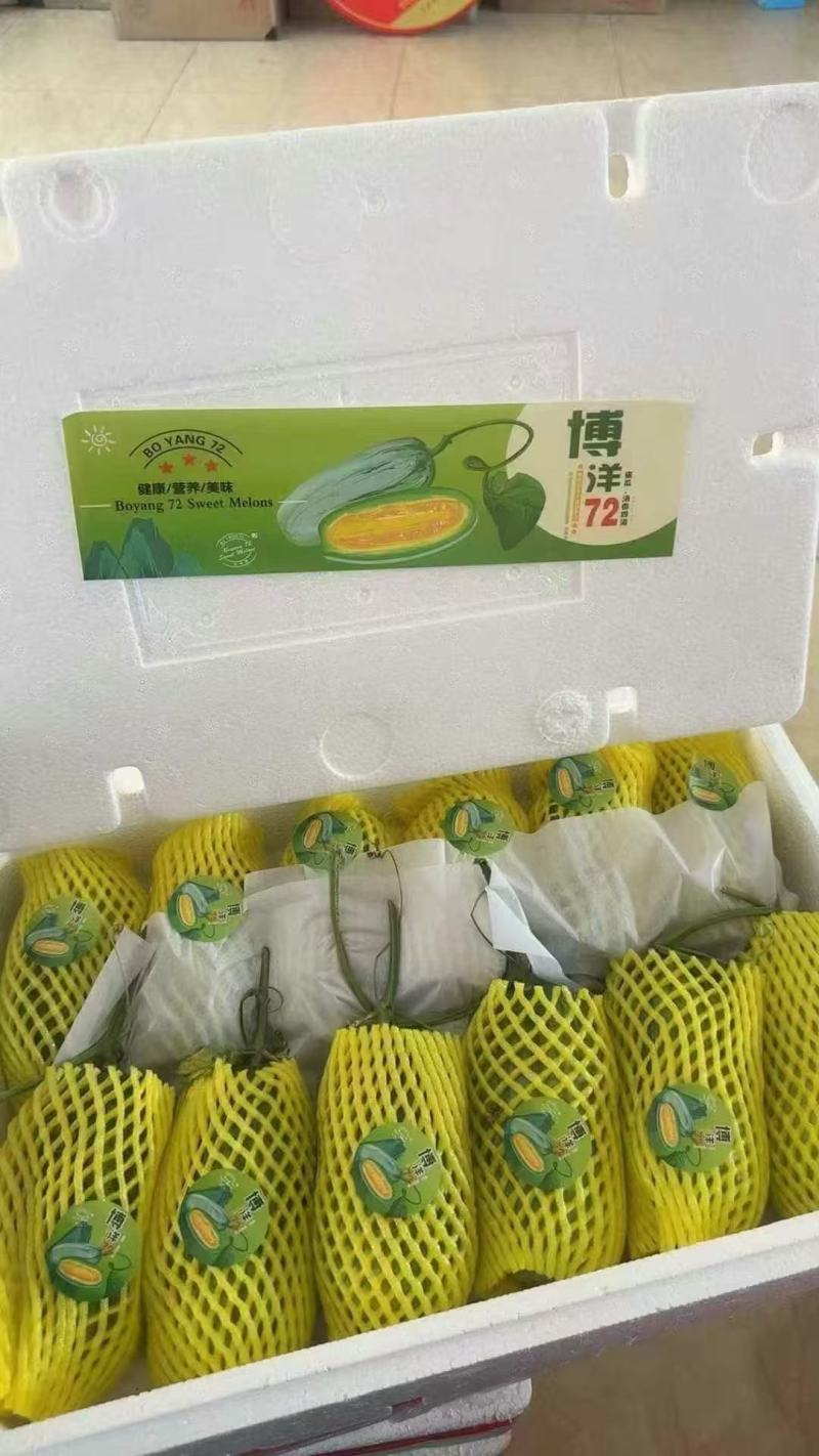 博洋72博洋9蜜源18羊角蜜甜瓜