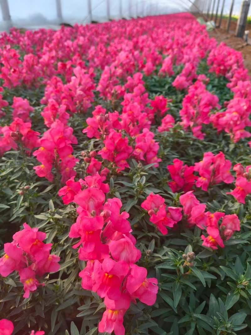 金鱼草花期长颜色靓丽基地直发/规格齐全欢迎来电咨询