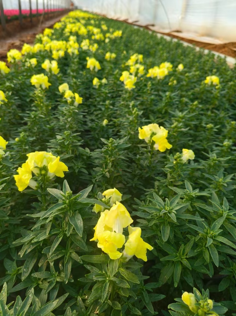 金鱼草花期长颜色靓丽基地直发/规格齐全欢迎来电咨询