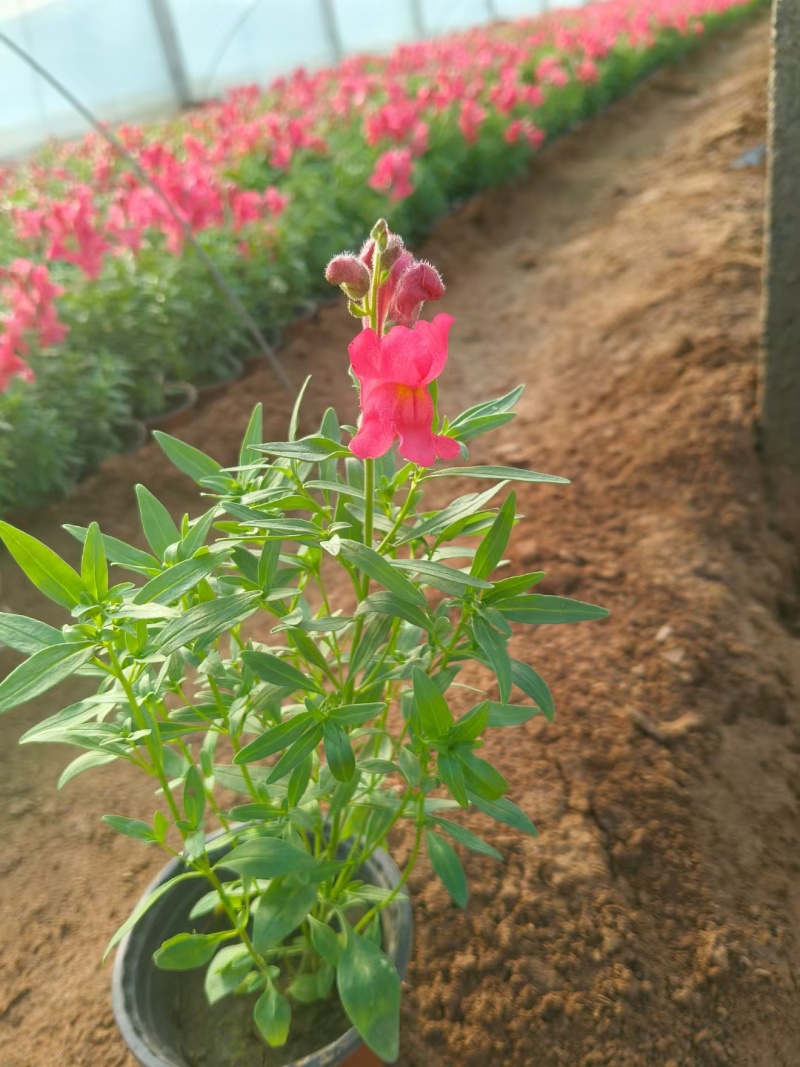 金鱼草花期长颜色靓丽基地直发/规格齐全欢迎来电咨询