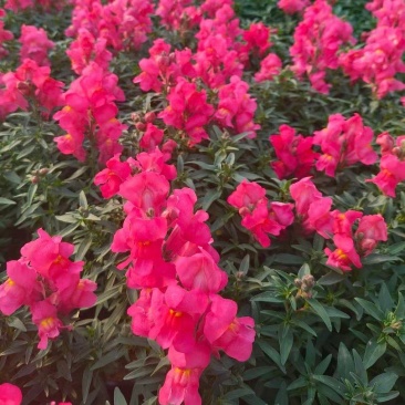 金鱼草花期长颜色靓丽基地直发/规格齐全欢迎来电咨询