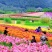 绿之洲花卉有限公司进口香水百合种球大量供应