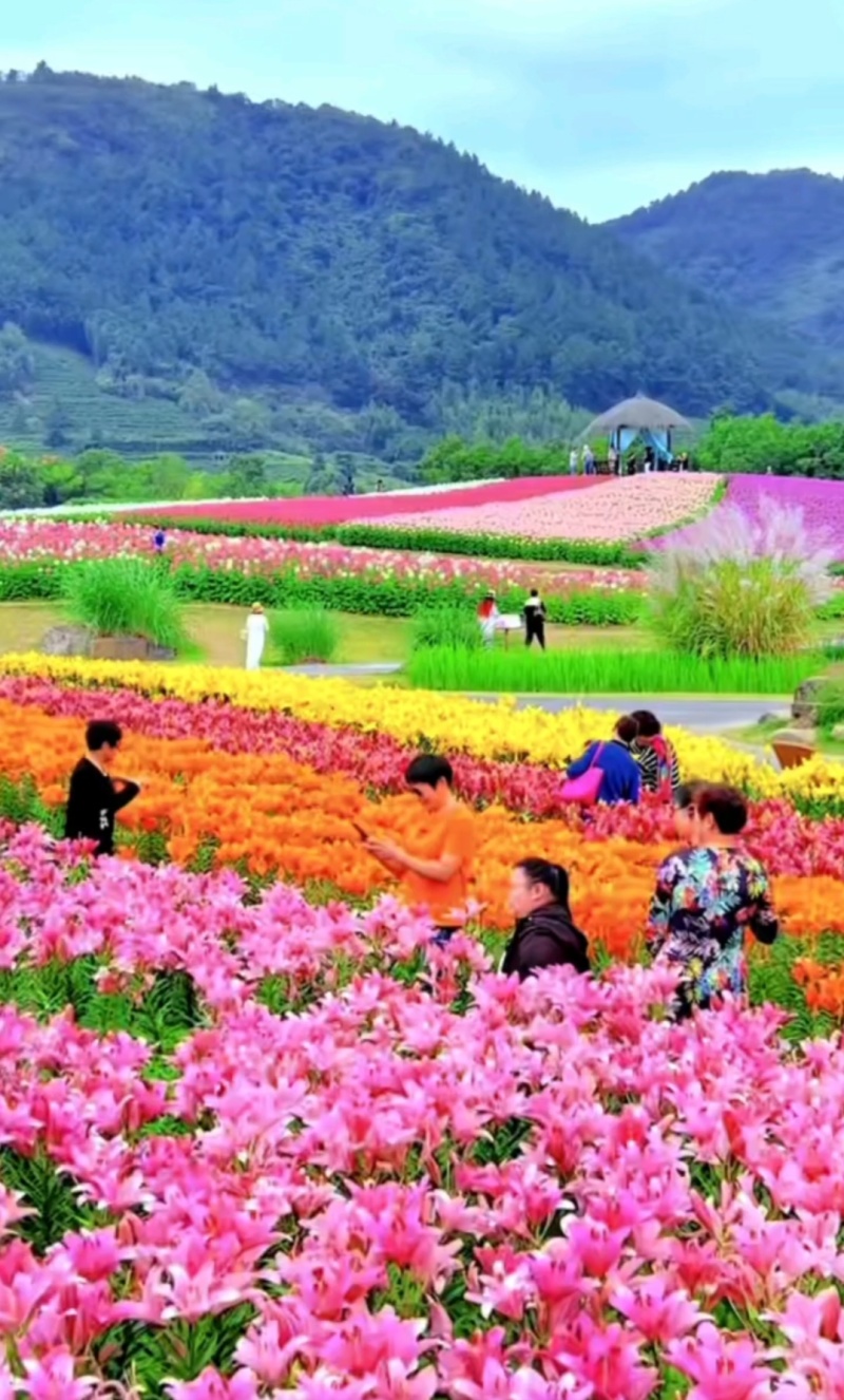 绿之洲花卉有限公司进口香水百合种球大量供应